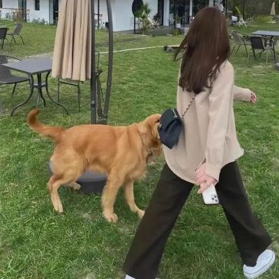 镜狮子